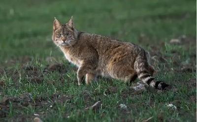 习近平看的「猫」，什么来头？