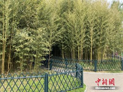 北京的竹子大面积枯黄？没挺过去年的寒冬？