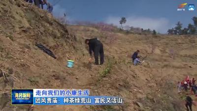 团风贾庙：种茶绿荒山 富民又活山