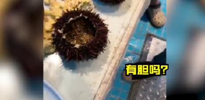 游客吃海胆蒸蛋不见海胆？官方通报！