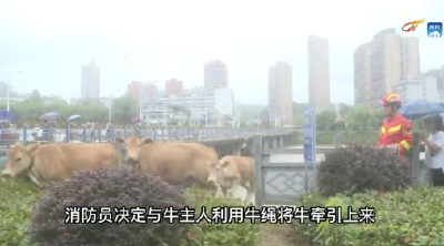 罗田：12头黄牛被困河道 消防部门紧急救援