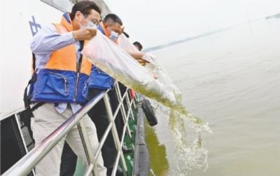 江豚频频出现 长江武汉段出现20年来最优水质
