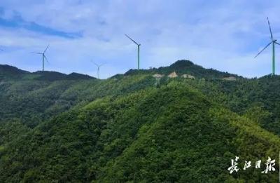 一“碳”究竟！这群农民靠竹子“呼吸”多挣35万