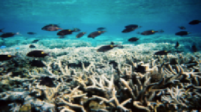 珊瑚与虫黄藻这对亲密伴侣 或被全球变暖“离间”