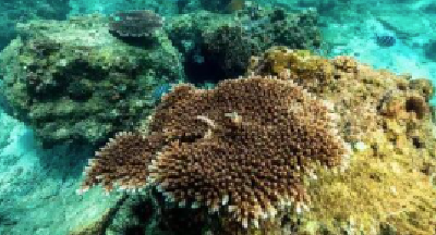 珊瑚和星海葵体内活免疫细胞首次发现 有助开发评估珊瑚健康的诊断工具
