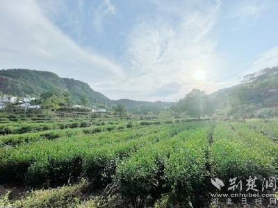 麻城龟山镇聚力打造龟山岩绿茶文化产业园