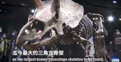  已知最大的三角龙化石以665万欧元天价拍卖