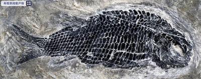 云南发现世界最古老肋鳞裂齿鱼类