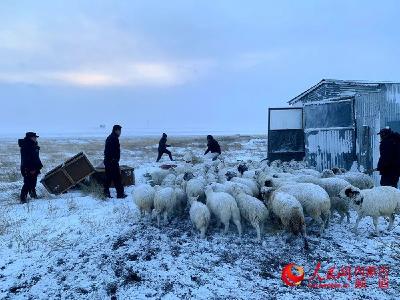 300只羊，找到了！