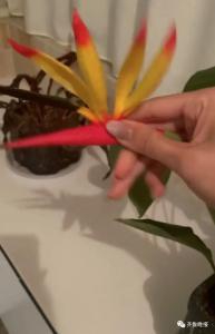定闹钟浇水！女子养了半年的花，发现竟是塑料的……