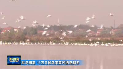 群鸟翔集 15万只候鸟来黄冈栖息越冬