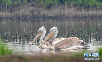 武汉沉湖湿地越冬鸟类突破5万只 卷羽鹈鹕、大红鹳现身