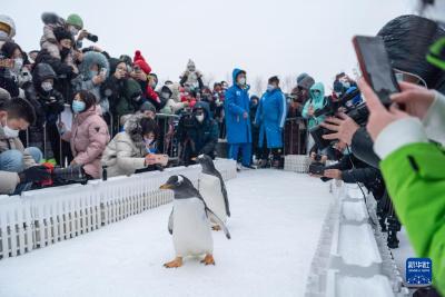冰城企鹅开启“溜达”之旅