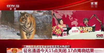 虎年观虎！三胞胎东北虎宝宝全球征名火热进行中