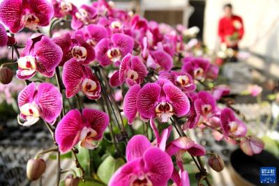 蝴蝶兰花开 俏销节日市场