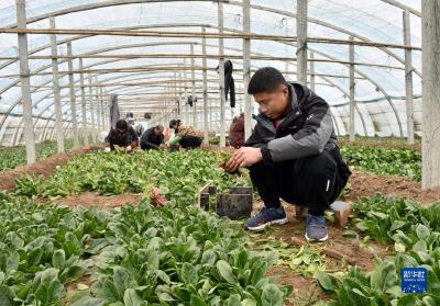 新春走基层丨幸福的味道——“新农人”宋建飞一家的幸福生活