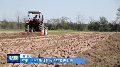 红安1.62亿元贷款扶持红苕产业链