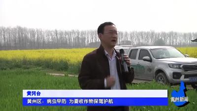 黄州区：病虫早防 为夏收作物保驾护航