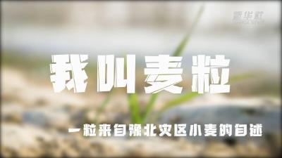 新华全媒+｜我叫“麦粒”——一粒来自豫北灾区小麦的自述