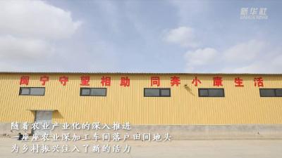 奋进新征程 建功新时代·伟大变革｜小杂粮的新生