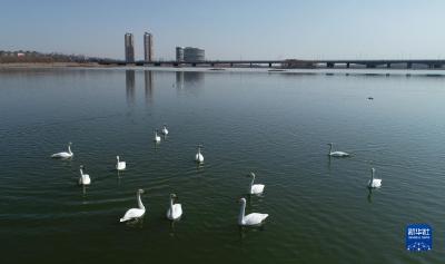 宁夏中卫：黄河湿地迎来大天鹅