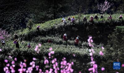 秦岭茶飘香