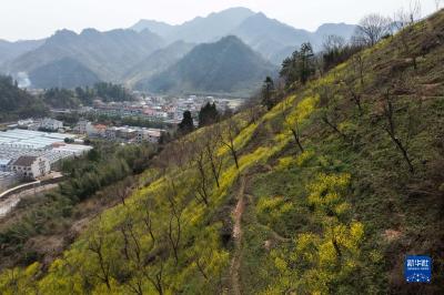 浙江临安：推进山区经济林生态保护修复