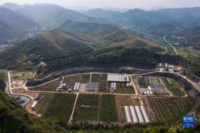 废弃矿山“变身”特色花卉种植园