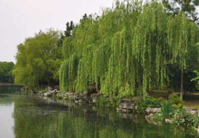 遗爱湖生态修复工程：让水更清 岸更绿 景更美