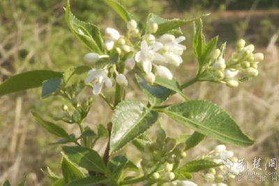 红安：“土菜”珍珠花变身“致富花”