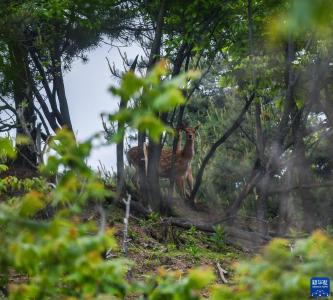 杭州临安：生态警务室护航清凉峰生物多样性保护