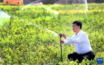 王春颜：让全村开满金银花