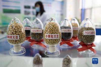 新华全媒+丨保障国家粮食安全 我国唯一寒地作物种质资源库完成改扩建