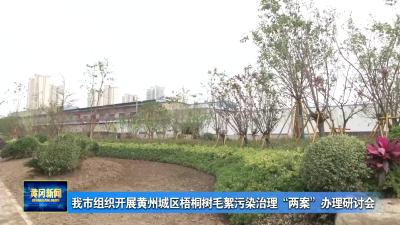 我市组织开展黄州城区梧桐树毛絮污染治理“两案”办理研讨会