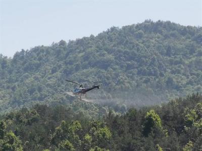 黄冈市林业有害生物防治面积达105万亩