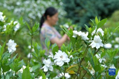 栀子开花游客来