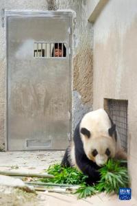 香港回归祖国25周年·特稿｜大熊猫牵起的川港情缘