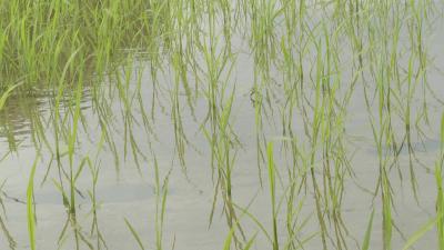 红安：坚决遏制耕地抛荒撂荒 全力稳定粮食种植面积