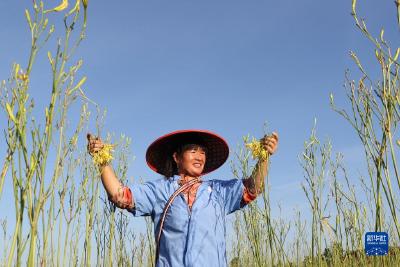 湖南衡阳：黄花菜飘香农户欢