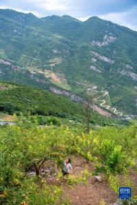 重庆万银村：发展山间果林种植带动村民致富