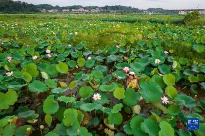 新华全媒+丨盛夏荷塘美 湘莲采摘忙