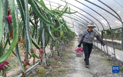 盛夏的果实 丰收的甜蜜