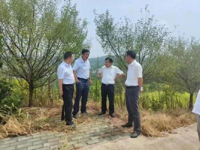 市林业局党组书记、局长骆明正赴浠水县调研林业重点工作