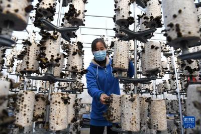 安徽肥西：木耳产业助力乡村振兴