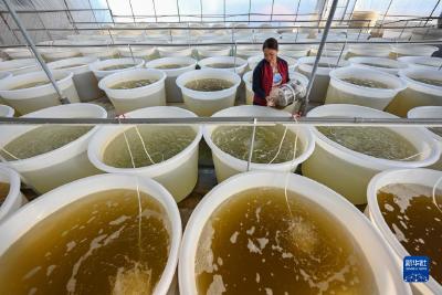 福建莆田：双壳贝类苗种繁育产业助民增收