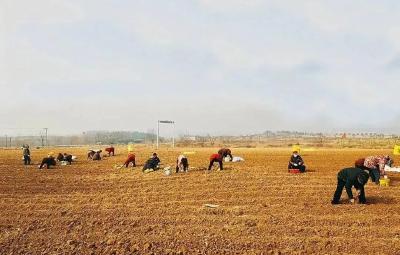 村民在家门口成了“上班族”