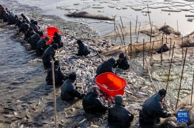 河北唐山：破冰捕鱼供市场
