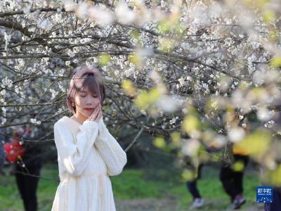 福州永泰：又到梅花飘香时