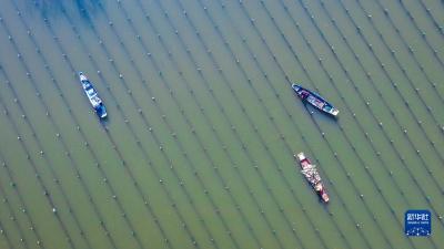 浙江长兴：河蚌育珠春管忙