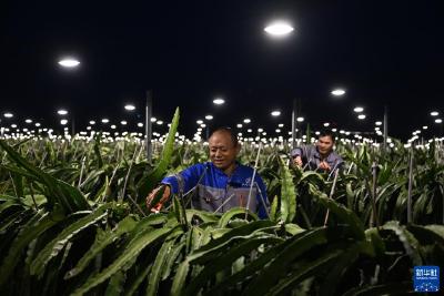 海南昌江：火龙果铺就致富路